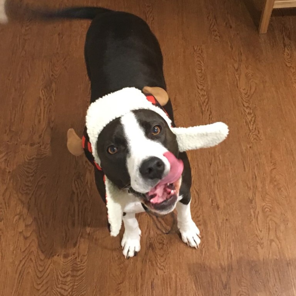 Meet your Posher, Rafi